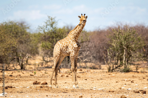 Giraffe in Etosha National Park