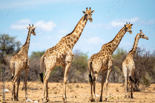 Photography Giraffes in Etosha National Park;