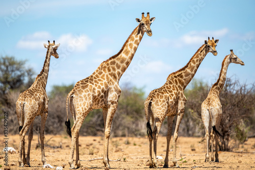 Giraffes in Etosha National Park 