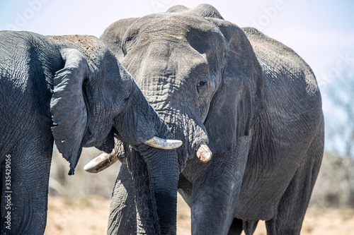 Photography Elephants in Etosha