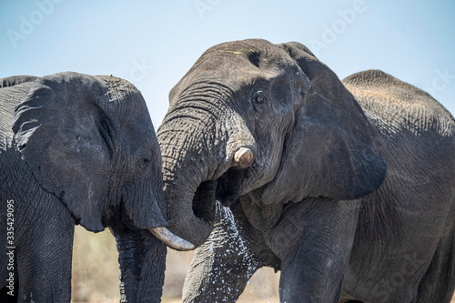 Canvas Print Elephants in Etosha