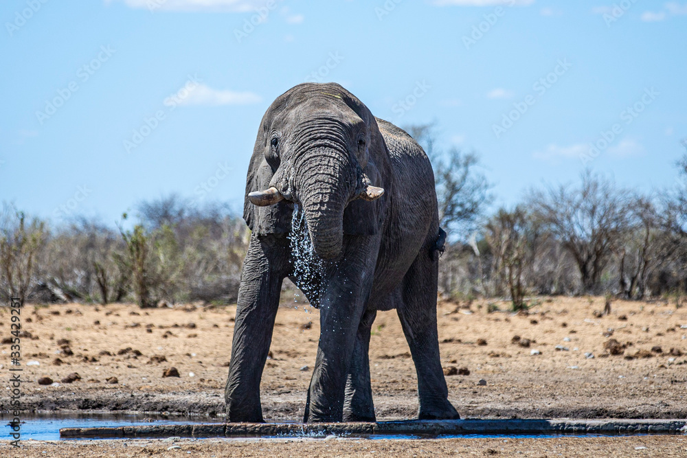 Fototapeta premium Elephant in Etosha National Park