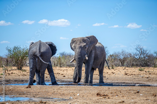 Elephants in Etosha National Park