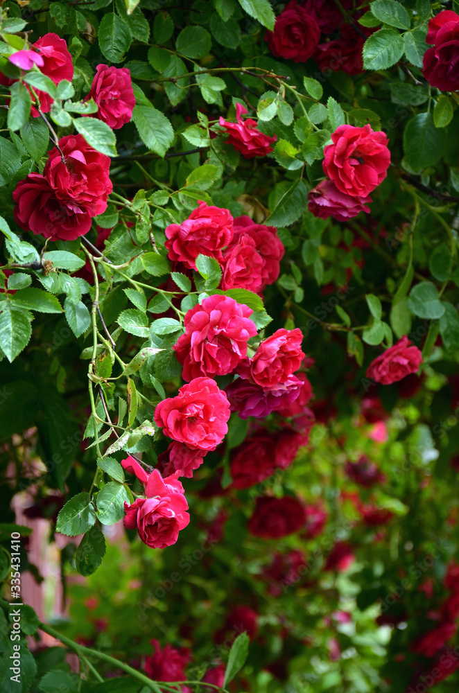 shrub with beautiful flowers Crimson roses