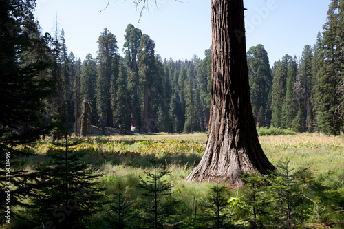 California / USA - August 23, 2015: A giant sequoia tree trunk detail in the forest of Sequoia National Park, California, USA