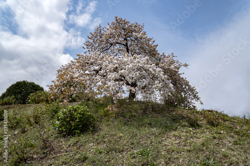 Big cherry tree photo