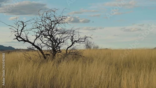 Wallpaper Mural Panoramic View In The Grassland With Dry Trees At Sonoita, Arizona With Bright Blue Sky On the Background-panning shot Torontodigital.ca