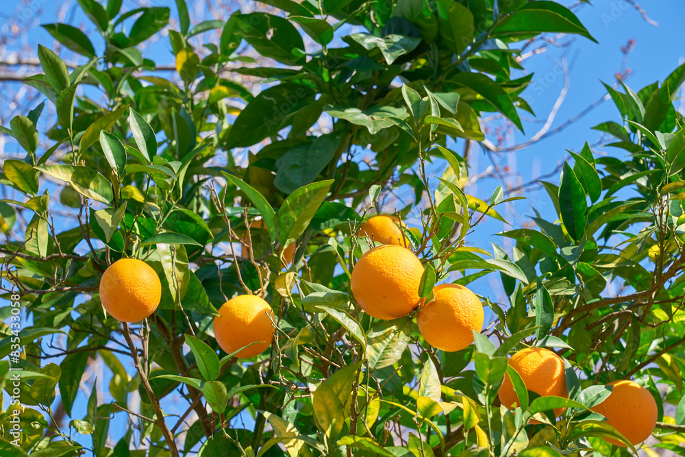 Orange tree with ripe fruits in the orange garden in sunlight.