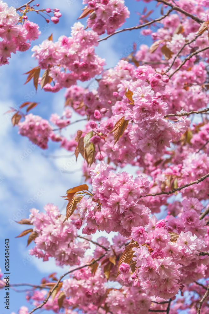 Japanese cherry tree blossom in Spirng time
