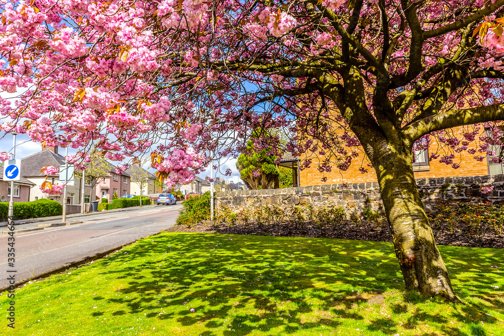 Japanese cherry tree blossom in Spirng time in Airdrie, Scotland
