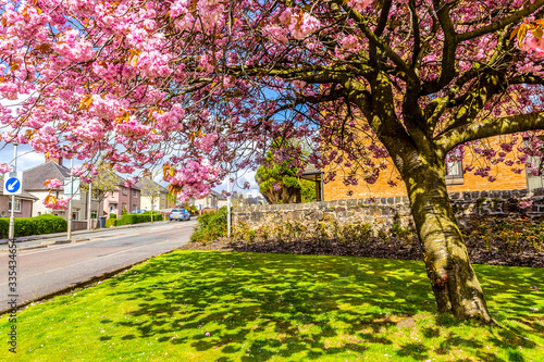 Obraz na płótnie Japanese cherry tree blossom in Spirng time in Airdrie, Scotland w salonie
