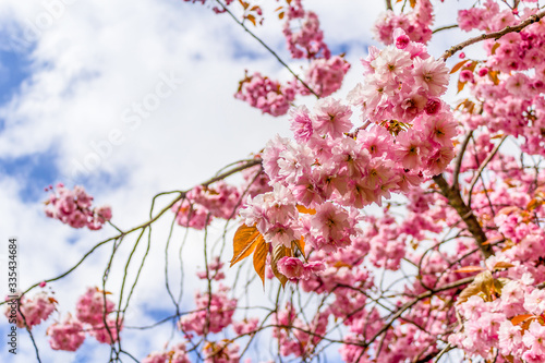 Japanese cherry tree blossom  in Spirng time