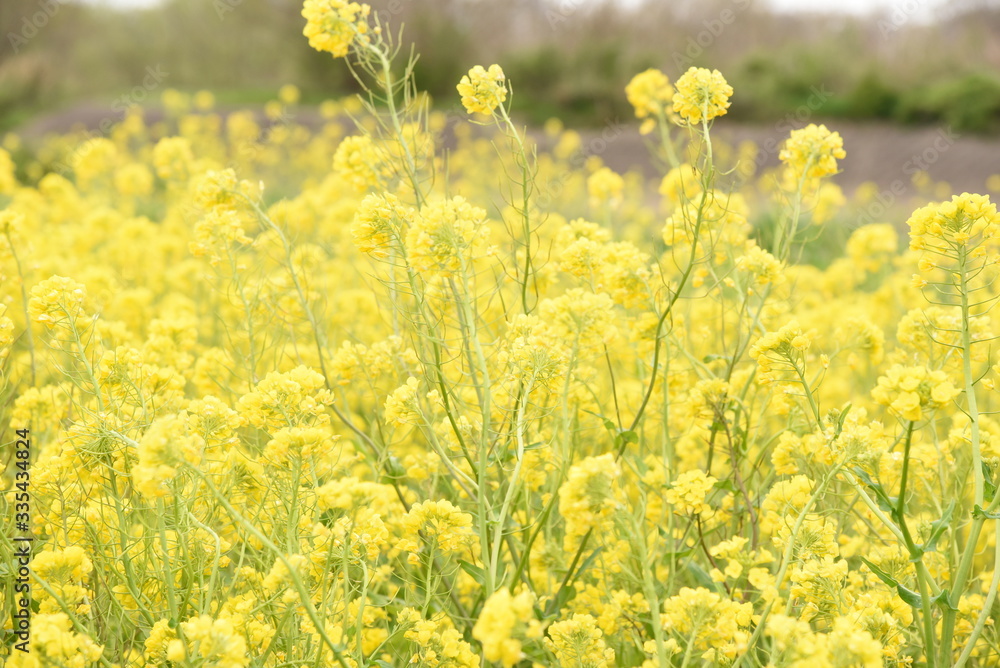 菜の花 菜の花