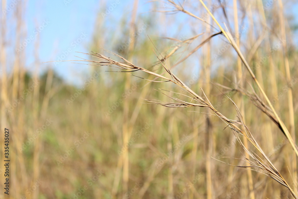 Fototapeta premium A dry wheat looking grass in a soft-focused background of a crop.