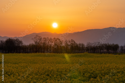 朝焼けの光芒がキレイな新潟市福島潟の菜の花畑 © gtlv