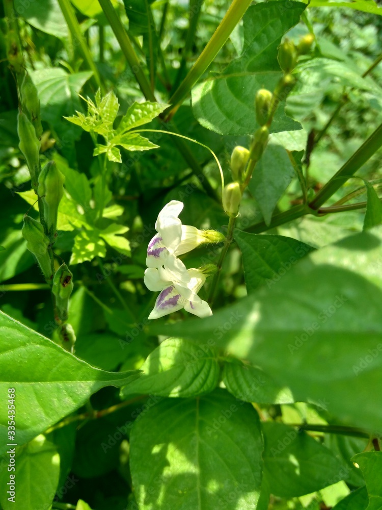 Obraz premium Asystasia gangetica (Chinese violet, coromandel, creeping foxglove, Asystasia gangetica micrantha) with natural background. The leaves are eaten as a vegetable and used as an herbal remedy.