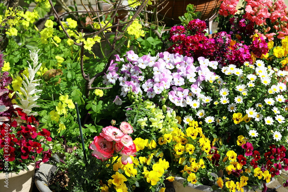 Fototapeta premium 春の花たち