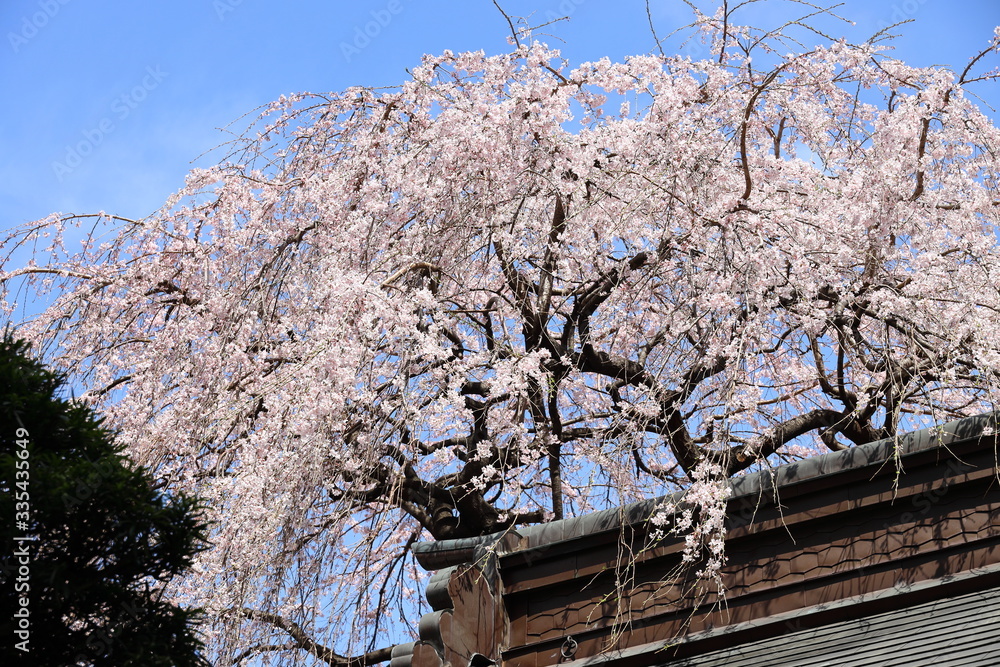 お寺の桜 お寺の桜