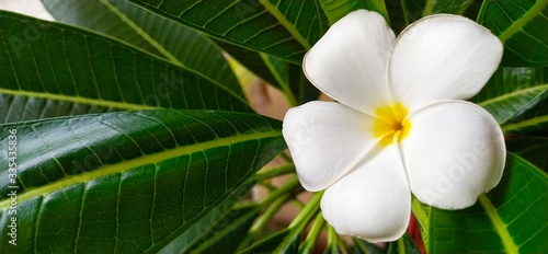 white frangipani flower