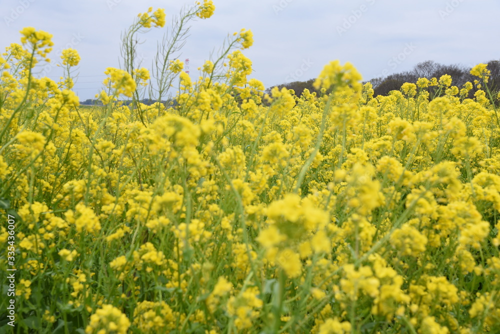 Fototapeta premium 菜の花