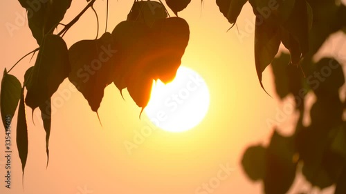 Sacred fig leaf or pho leaf motion by windy on sun on sunset sky background