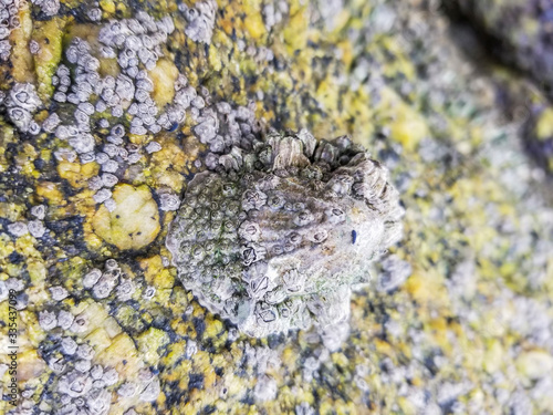 Barnacles and alone seashore springtail over a limpet