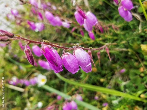 Pink flowers of St. Dabeoc's or cantabrian heath photo