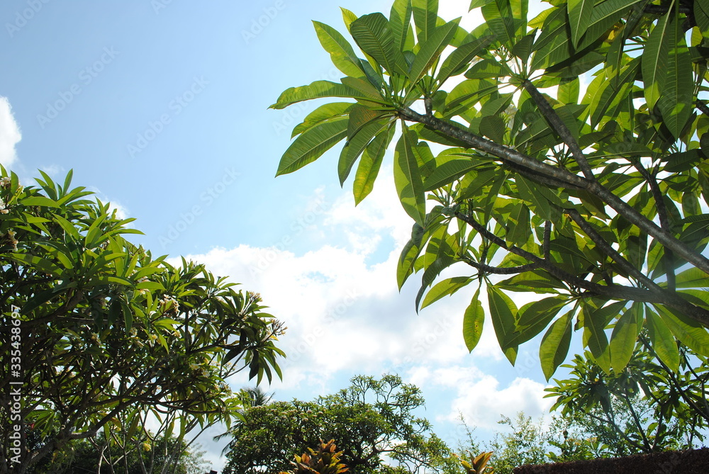 Low Angle View Of Flowering Plant Against Clear Sky Low Angle View Of Flowering Plant Against Clear Sky