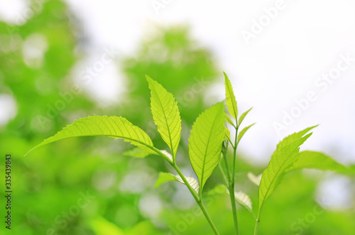 Fresh green nature tree leaves on blurred background in the morning sunlight. Natural background with copy space.
