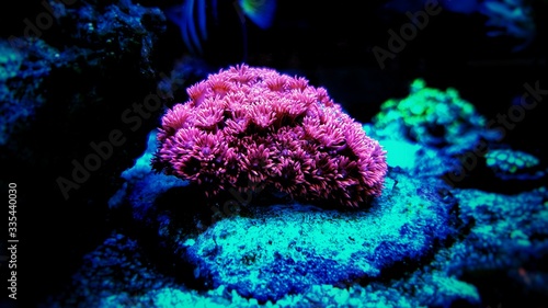 Colorful Goniopora spp. LPS coral isolated image in reef tank photo