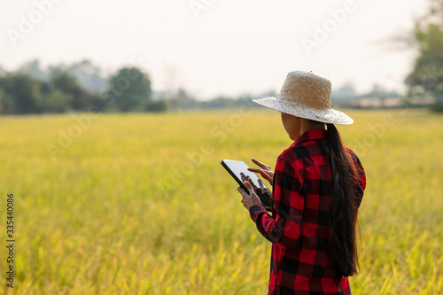 woman using modern technologies in agriculture and agronomist farmer with digital tablet computer in rice field using apps and internet in agricultural production.golden rice field background