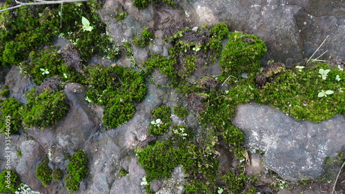moss on the rocks