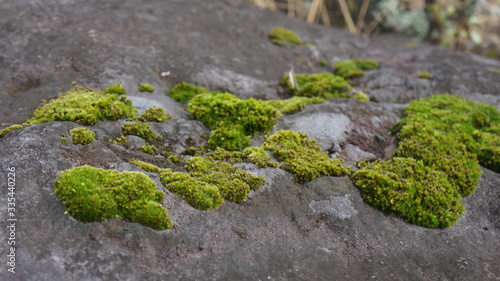 green moss on the stone