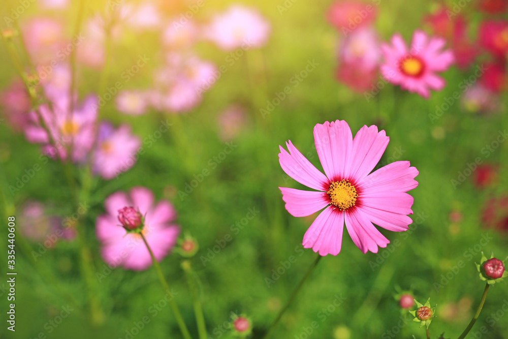 Cosmos flower blooming in summer garden field with walkway. Rays of sunlight in nature Cosmos flower blooming in summer garden field with walkway. Rays of sunlight in nature