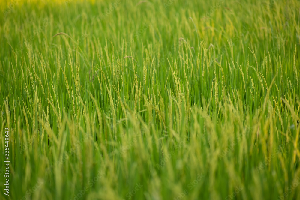 woman using modern technologies in agriculture and agronomist farmer with digital tablet computer in rice field using apps and internet woman using modern technologies in agriculture and agronomist farmer with digital tablet computer in rice field using apps and internet