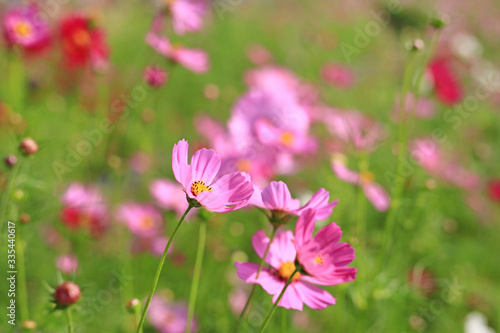 Closeup pink cosmos flower blooming in the summer garden field in nature