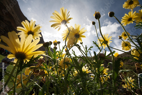 Bottom view of a  field of African bush daisy or bull's-eye  with sunlight in nature photo