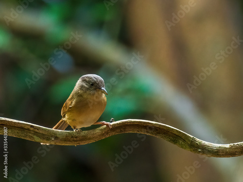 The Brown-cheeked Fulvetta (Alcippe poioicephala) is a small brown bird with an orange chest but no other distinctive markings. photo