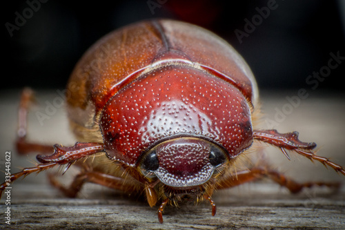 macro shot of a beetle