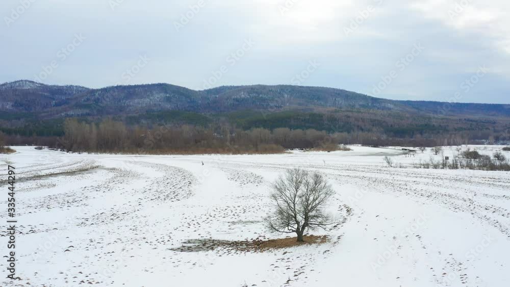 Flying around a beautiful tree standing in a field against the backdrop of the mountains. Aerial view. Flying around a beautiful tree standing in a field against the backdrop of the mountains. Aerial view.