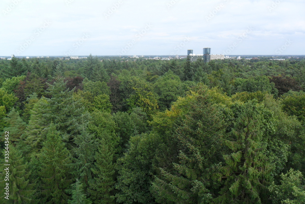 Fototapeta premium aerial view of the forest