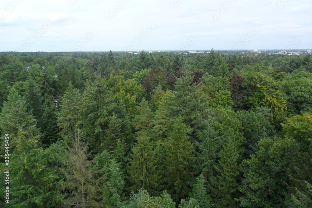 trees in the forest trees in the forest