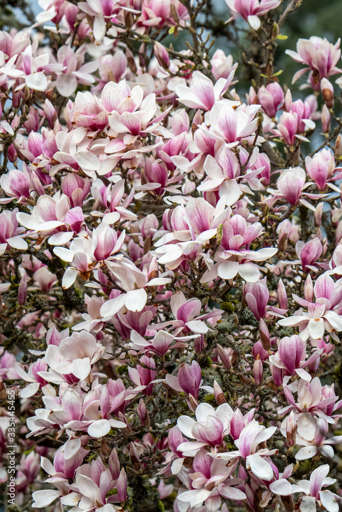 Closeup of magnolia tree in full spring bloom, as a nature background
Closeup of magnolia tree in full spring bloom, as a nature background