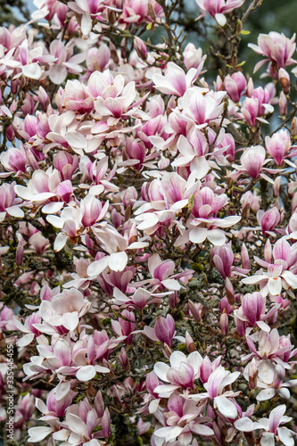Closeup of magnolia tree in full spring bloom, as a nature background
