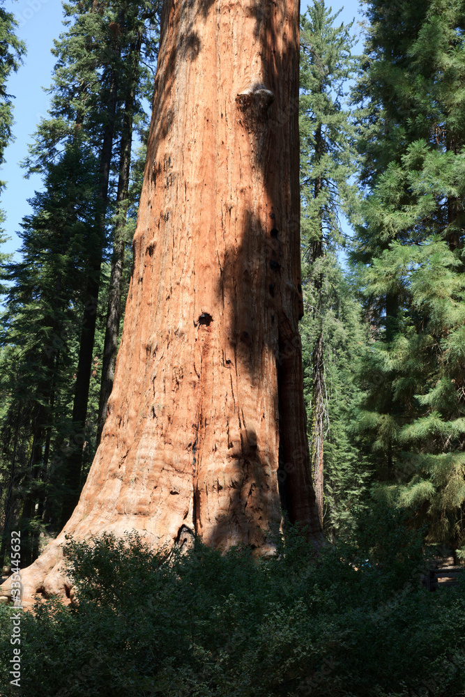California / USA - August 23, 2015: Giant Sequoia (Sequoiadendron giganteum) and spruce tree trunks in Sequoia National Park, California, USA