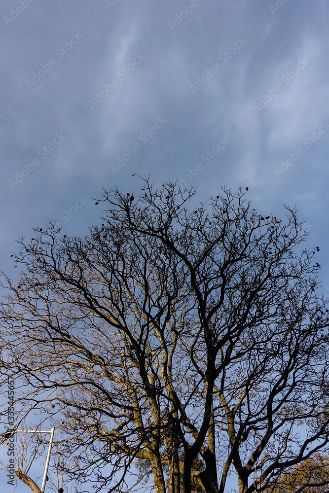arbol arbol