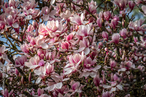 Fototapeta Naklejka Na Ścianę i Meble -  Closeup of magnolia tree in full bloom highlighted by a sunbeam on a dark stormy day
