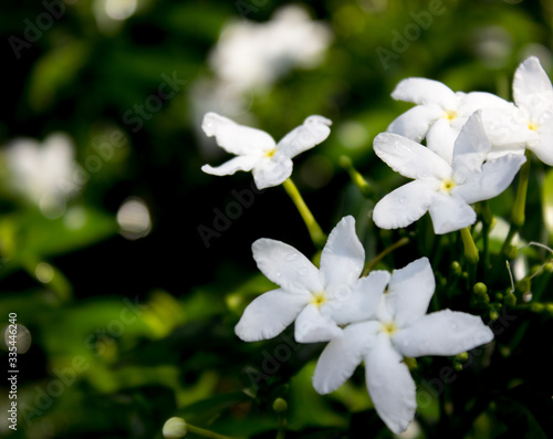close up of white flowers