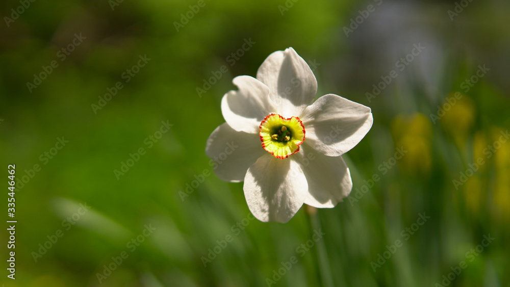 Narcissus bloom head, white daffodils on spring bokeh garden background. Narcissus bloom head, white daffodils on spring bokeh garden background.