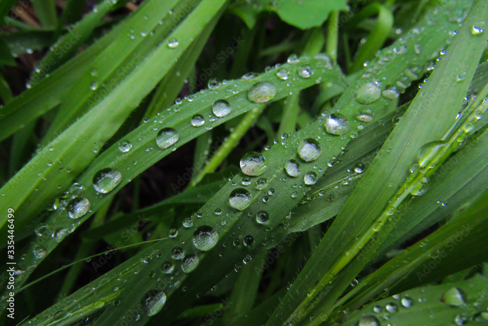 Naklejka premium dew on a grass